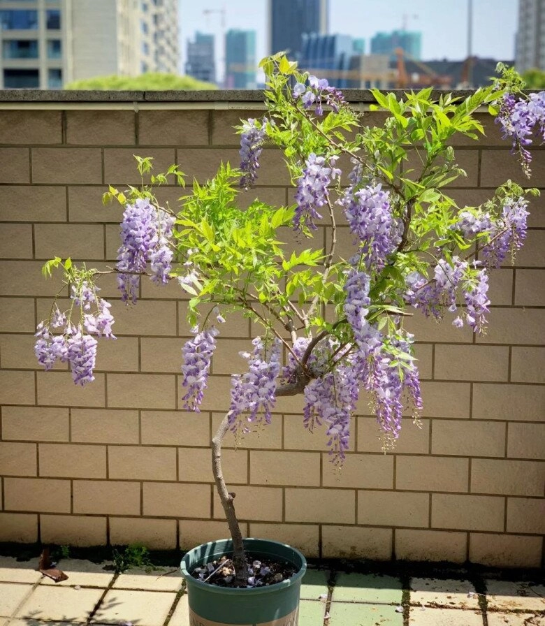 4 cây này rất đáng tiền khi nở hoa trồng một chậu trong sân vườn gia đình sẽ ngày càng giàu có