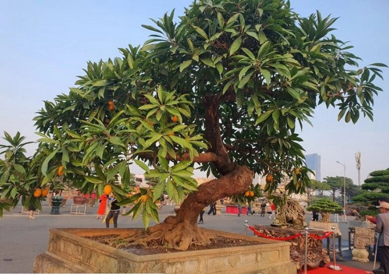 Cây ăn quả ở quê mới có lên chậu thành bonsai đẹp lạ quả chín như treo vàng trên cây hút tài lộc vào nhà