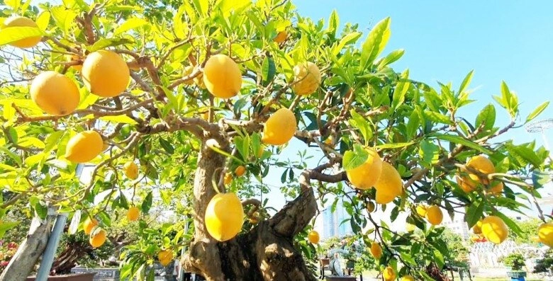 Cây ăn quả ở quê mới có lên chậu thành bonsai đẹp lạ quả chín như treo vàng trên cây hút tài lộc vào nhà