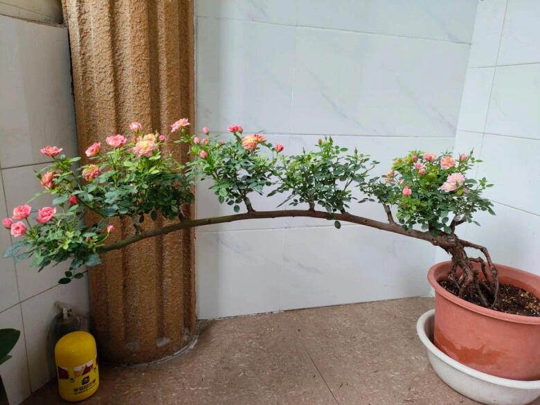 Chàng trai trồng hoa hồng bonsai 9 năm phần gốc đã đẹp hoa nở đầy chậu càng mãn nhãn hơn