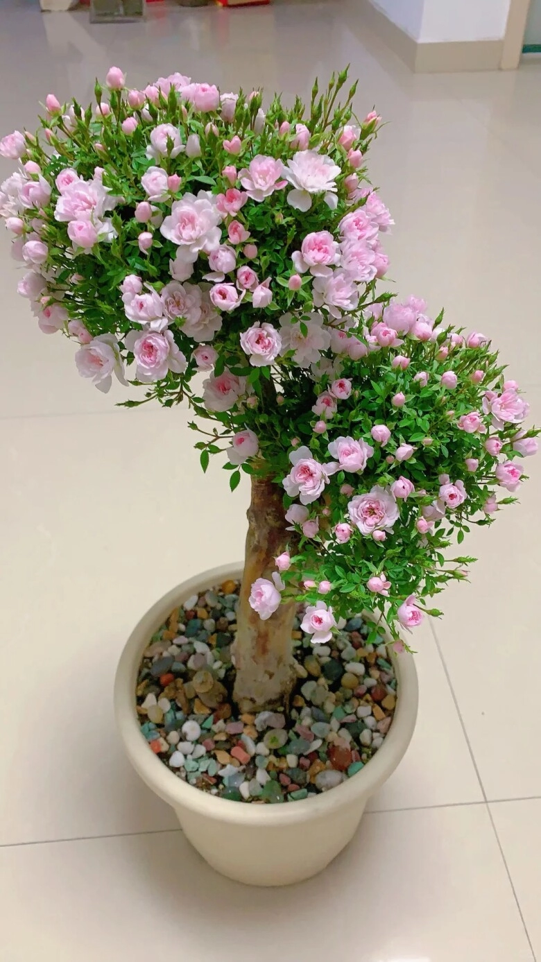 Chàng trai trồng hoa hồng bonsai 9 năm phần gốc đã đẹp hoa nở đầy chậu càng mãn nhãn hơn