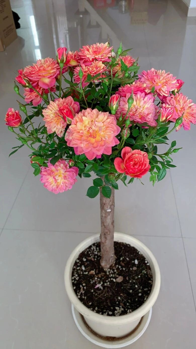 Chàng trai trồng hoa hồng bonsai 9 năm phần gốc đã đẹp hoa nở đầy chậu càng mãn nhãn hơn