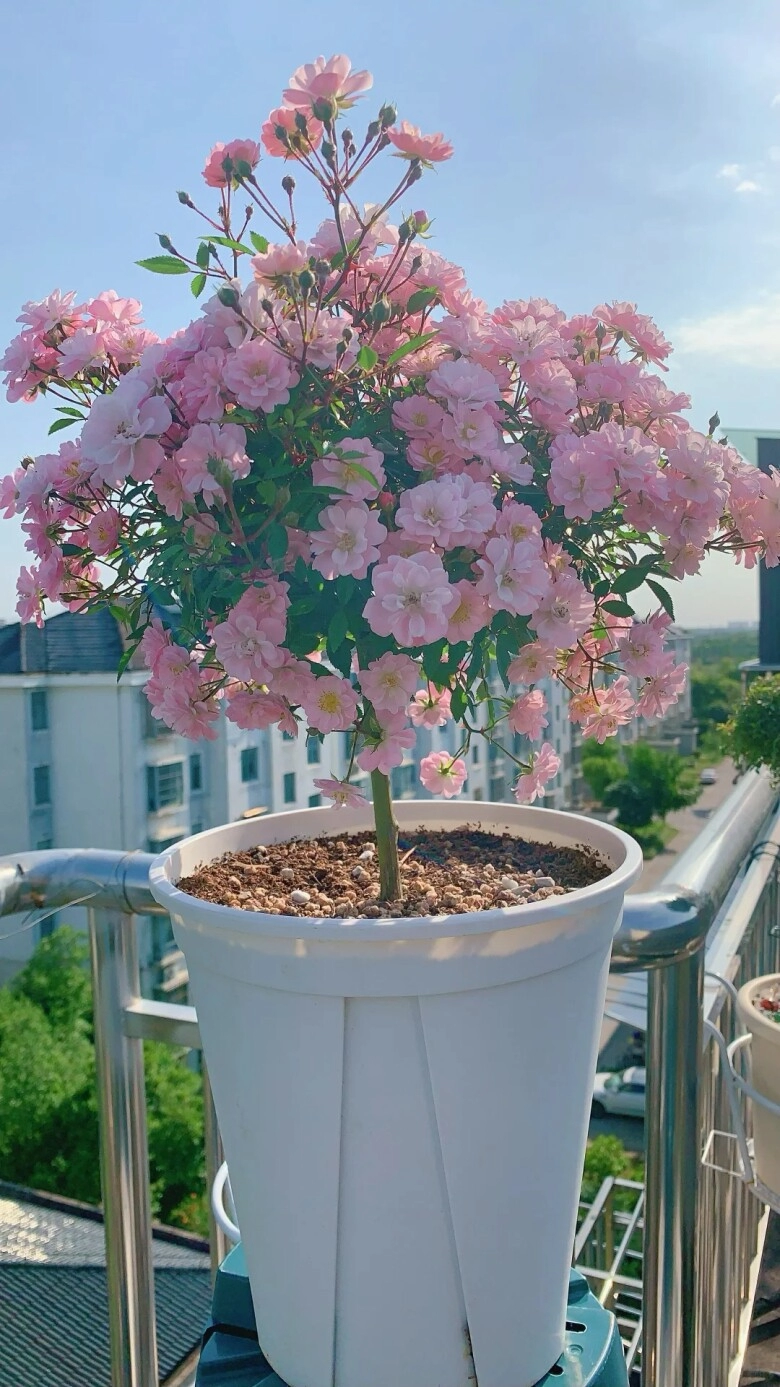 Chàng trai trồng hoa hồng bonsai 9 năm phần gốc đã đẹp hoa nở đầy chậu càng mãn nhãn hơn