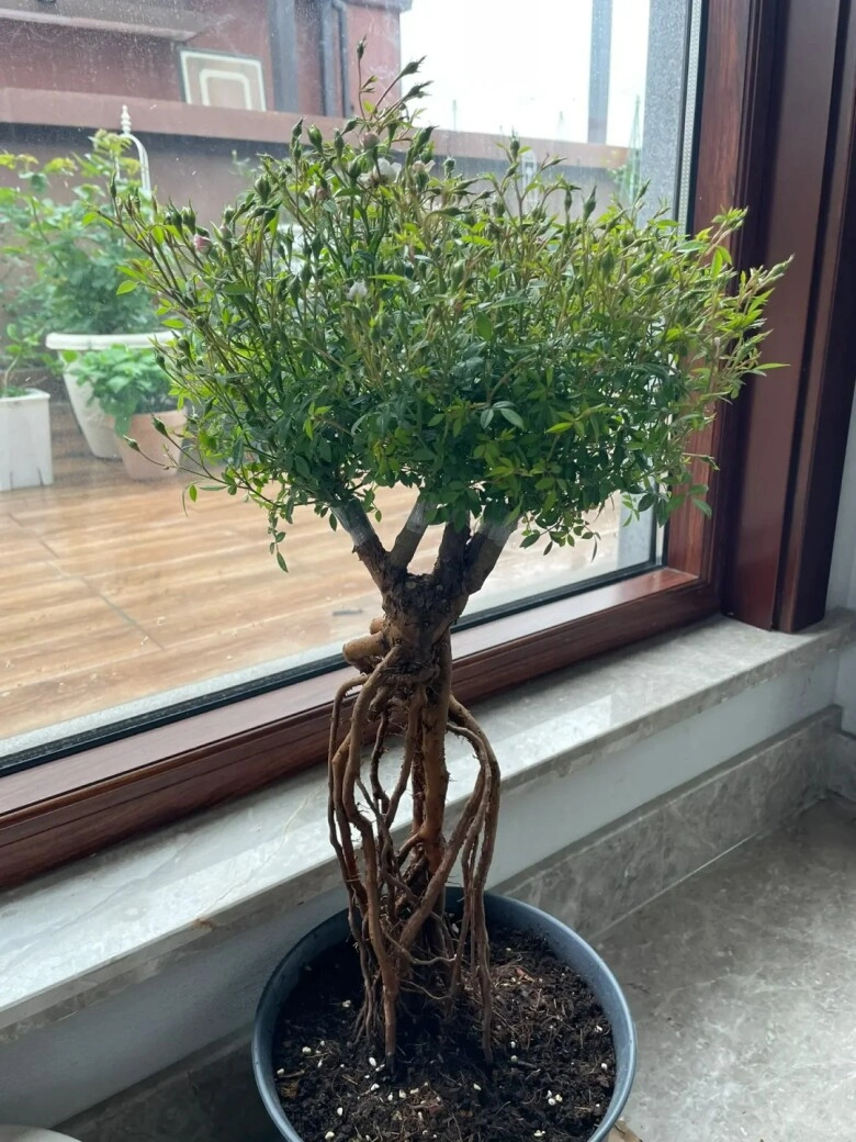 Chàng trai trồng hoa hồng bonsai 9 năm phần gốc đã đẹp hoa nở đầy chậu càng mãn nhãn hơn