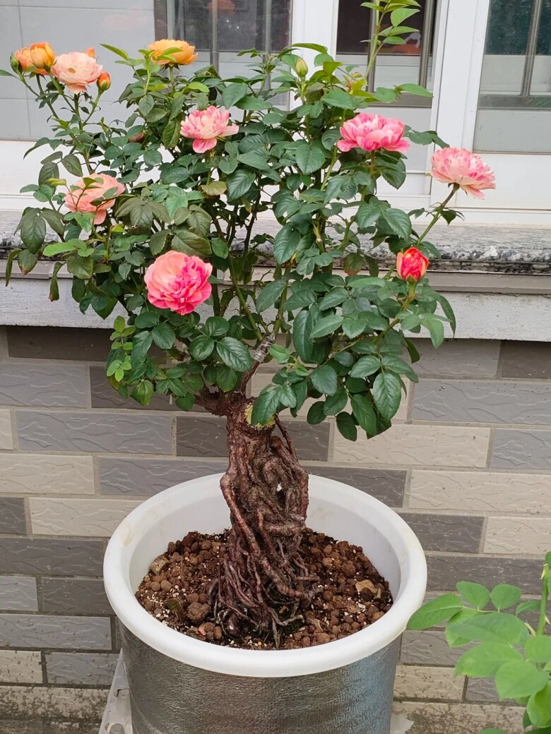 Chàng trai trồng hoa hồng bonsai 9 năm phần gốc đã đẹp hoa nở đầy chậu càng mãn nhãn hơn