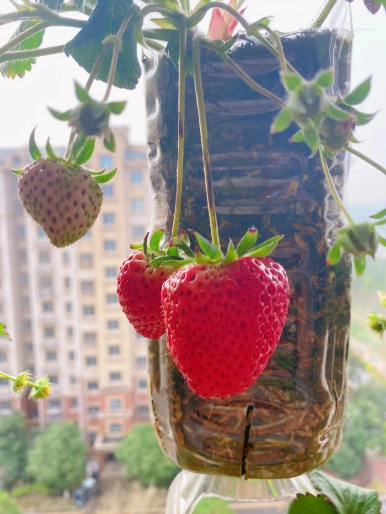 Cô gái trồng dâu tây trong chai nhựa ở ban công chi phí rẻ nhưng nhìn thành quả cực thích mắt