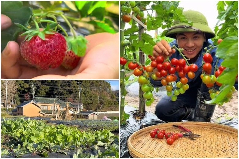 Hai chàng trai việt mượn đất trồng rau ở nhật biến mái lán giữa vườn thành lá cờ tổ quốc