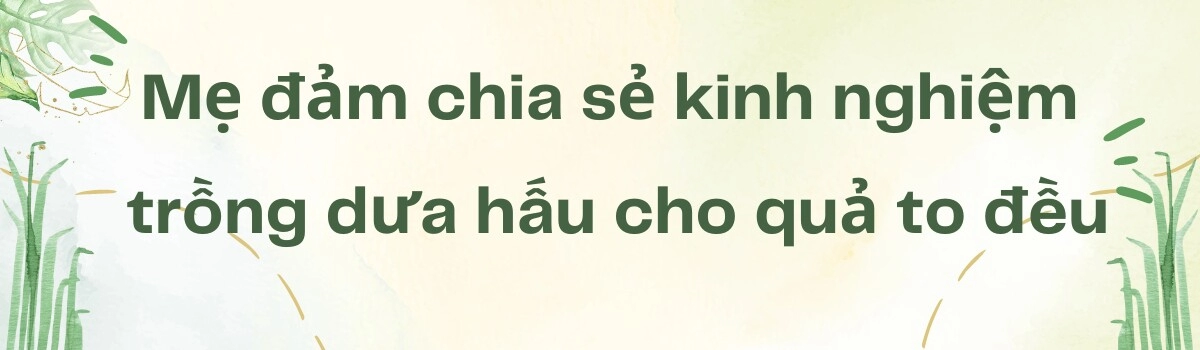 Mẹ đảm sài gòn làm vườn dưa hấu trên sân thượng 50m2 chia sẻ cách trồng cực chi tiết cho quả to đều