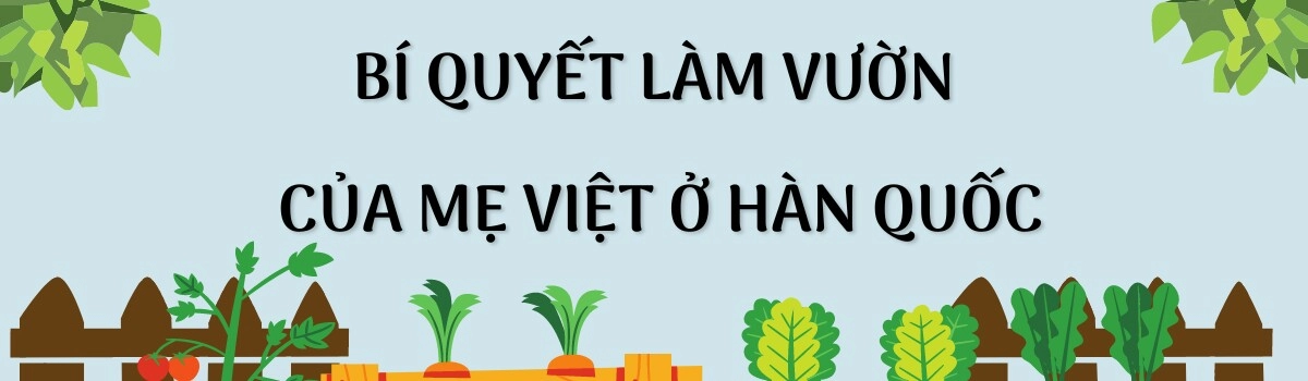 Mẹ việt ở hàn trồng rau trong mảnh vườn 2500m2 chia sẻ bí quyết có rau quả quanh năm nhờ túi bóng đen