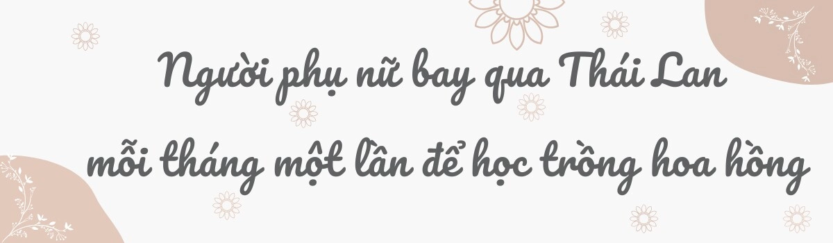 Mẹ việt ở úc phủ kín hoa trong mảnh vườn 500m2 100 gốc hồng rực rỡ sắc hương hoa ly thơm cao tới 2m