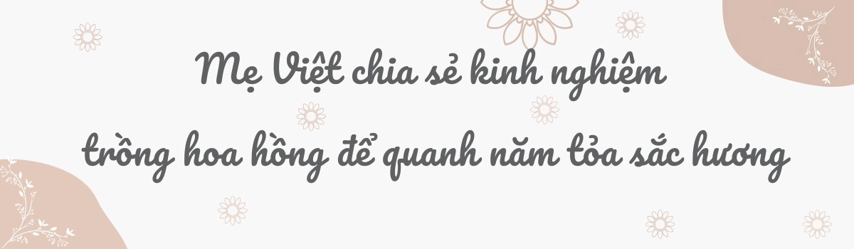 Mẹ việt ở úc phủ kín hoa trong mảnh vườn 500m2 100 gốc hồng rực rỡ sắc hương hoa ly thơm cao tới 2m