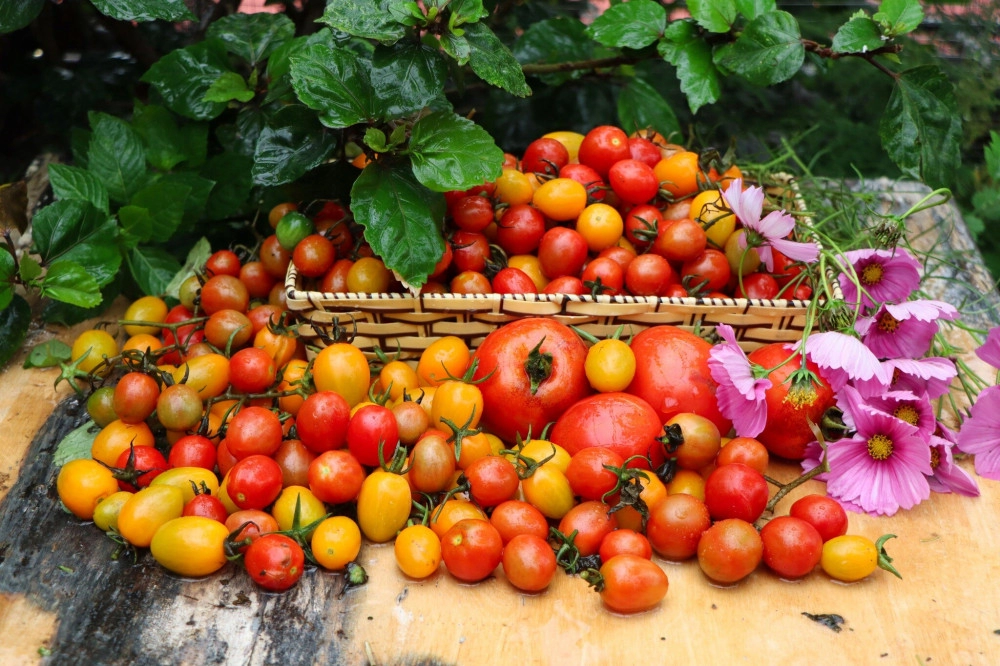 Ông bố hà nội trồng rau nuôi cá trên mái nhà chia sẻ bí quyết để có khu vườn trên mây vừa đẹp vừa xanh