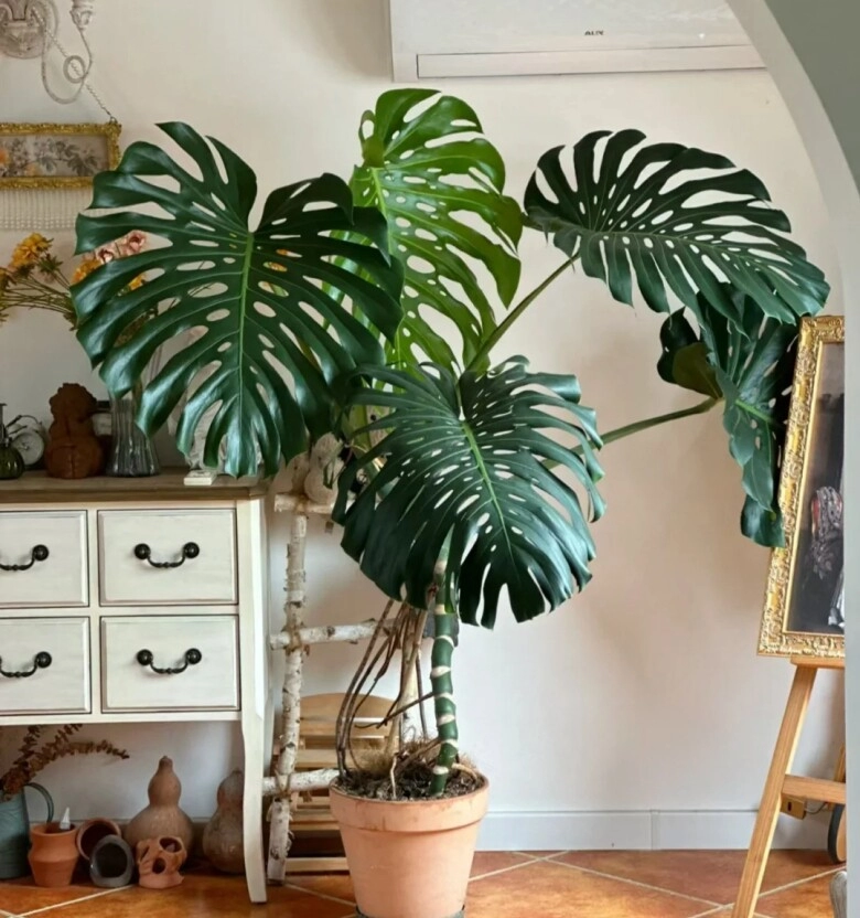 Tại sao cây monstera vừa sang vừa mang tới tài lộc nhưng bị nhiều người cho vào danh sách đen đây là 4 lý do