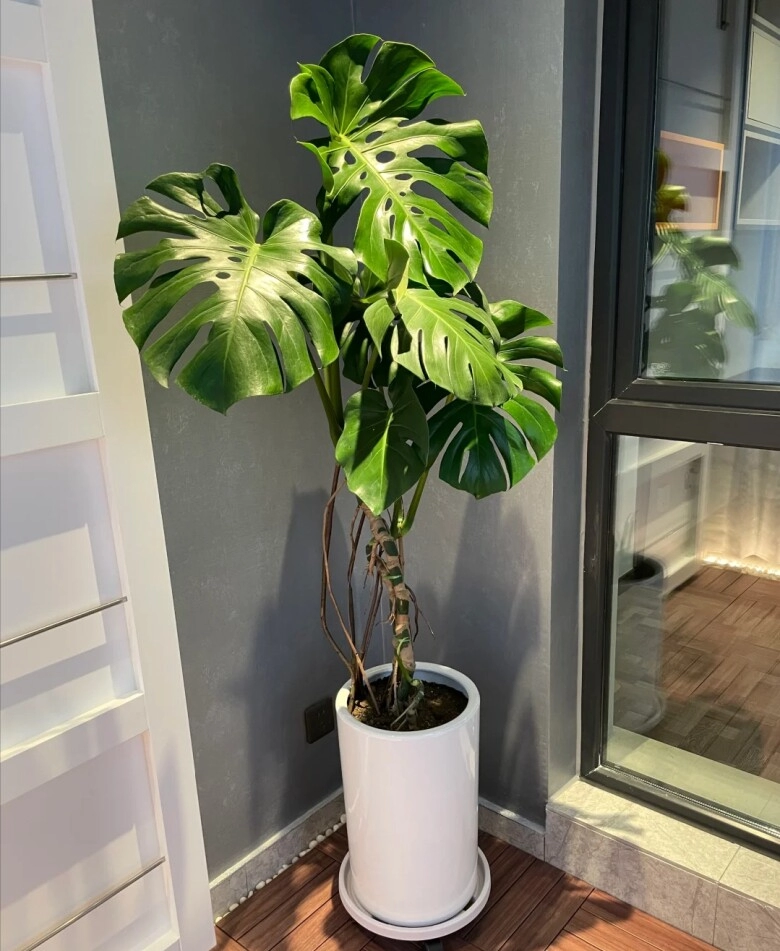 Tại sao cây monstera vừa sang vừa mang tới tài lộc nhưng bị nhiều người cho vào danh sách đen đây là 4 lý do