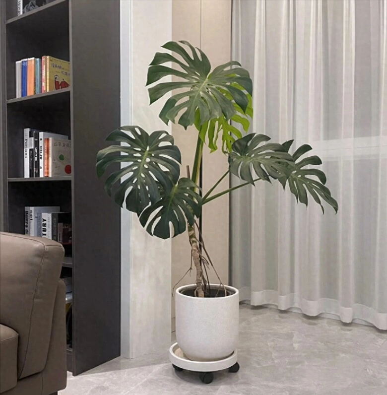 Tại sao cây monstera vừa sang vừa mang tới tài lộc nhưng bị nhiều người cho vào danh sách đen đây là 4 lý do