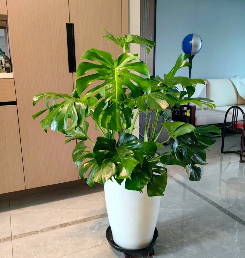 Tại sao cây monstera vừa sang vừa mang tới tài lộc nhưng bị nhiều người cho vào danh sách đen đây là 4 lý do