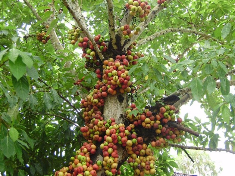 Tại sao cây sung tượng trưng cho sự sung túc nhưng bị nhiều người cho vào danh sách đen đây là 3 lý do