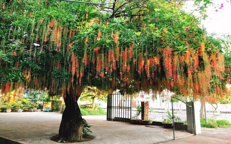 Tại sao trồng cây lộc vừng mang tới tài lộc nhưng bị nhiều người đưa vào danh sách đen đây là 4 lý do