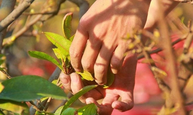 Thời điểm lý tưởng để lặt lá mai cho hoa mai nở đúng dịp tết thu hút tài lộc