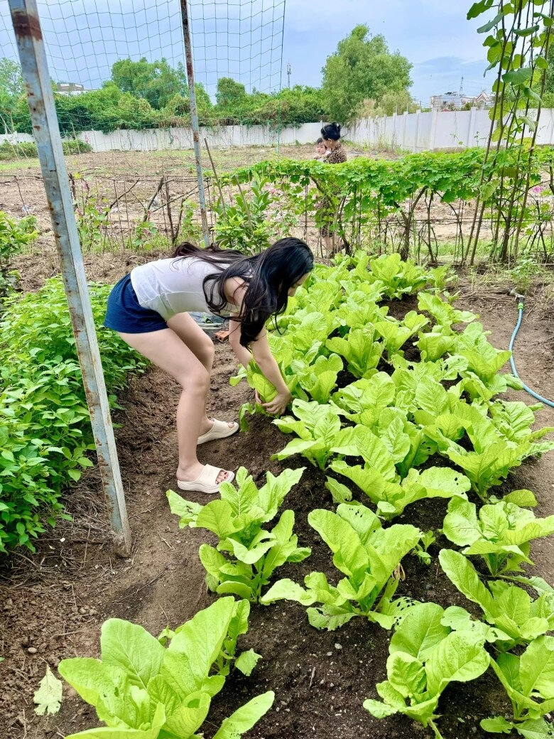 Vợ chồng đoàn di băng khoe khu vườn xanh mướt cho biết lâu rồi không có tốn tiền mua rau