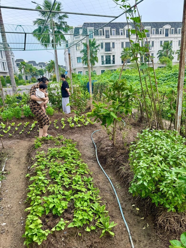 Vợ chồng đoàn di băng khoe khu vườn xanh mướt cho biết lâu rồi không có tốn tiền mua rau