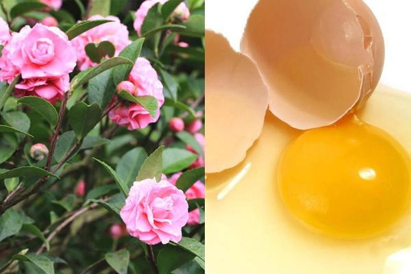Bí kíp se nhỏ lỗ chân lông của mỹ nhân trung hoa nguyên liệu 2000 đồng chính là chân ái