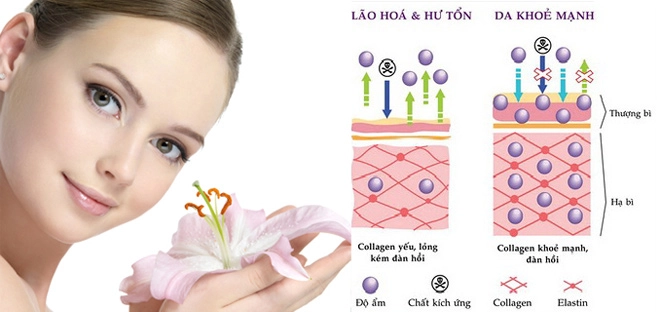 Bí mật to lớn về loài bào ngư dưỡng da căng khỏe không ngờ