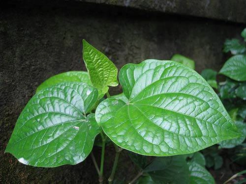 Có ngay 2 cách triệt sạch lông chân tay bạn tha hồ xúng xính váy áo chơi tết