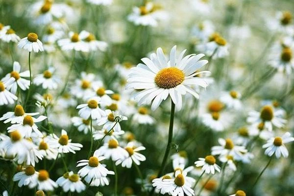Dương quý phi đã làm gì để bức size vòng 1 khiến vua mê mệt mà chẳng cần dao kéo