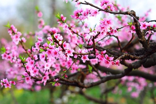 Hung bạo nhất lịch sử trung hoa đây là bí thuật làm đẹp rợn người của thái bình công chúa