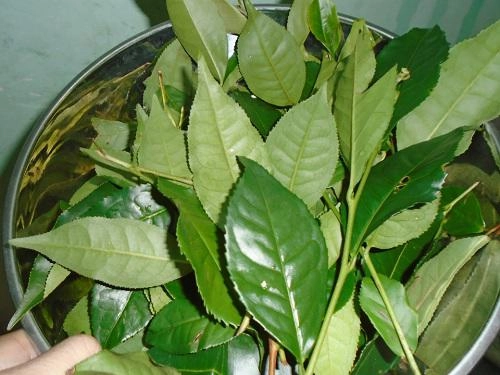 Mụn mủ sưng đỏ cũng xẹp lép với những nguyên liệu chưa đến 10 ngàn đồng
