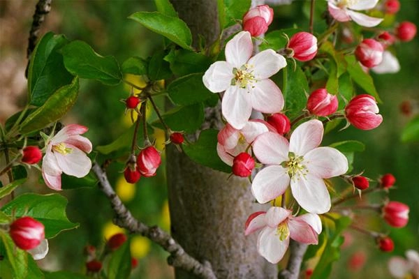 Quyến rũ đế vương bằng mùi thơm đây chính là bí kíp của các đại mỹ nhân trung hoa