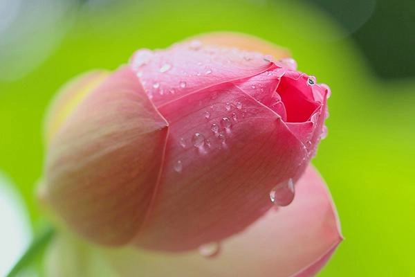 Quyến rũ đế vương bằng mùi thơm đây chính là bí kíp của các đại mỹ nhân trung hoa