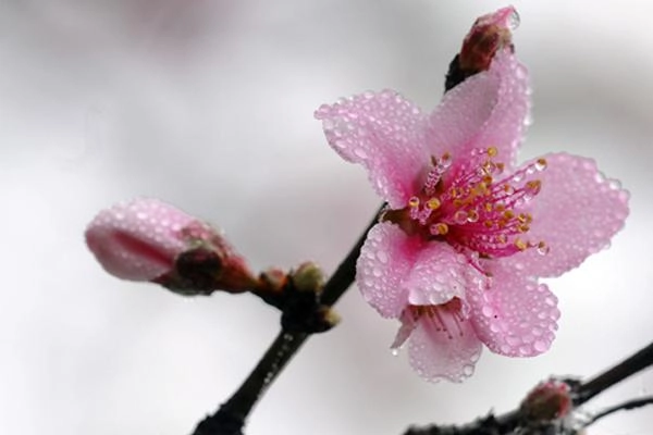 Quyến rũ đế vương bằng mùi thơm đây chính là bí kíp của các đại mỹ nhân trung hoa