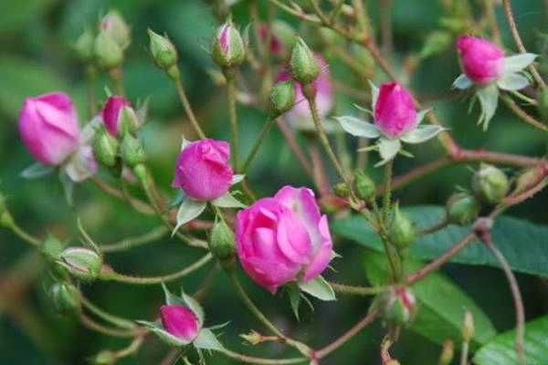 Soán ngôi hậu cướp chồng chị gái vị hoàng hậu xinh đẹp này đã mê hoặc vua bằng cách nào