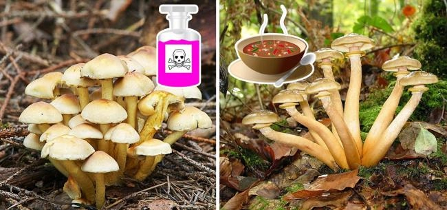 10 món có thể gây nguy hiểm nếu bạn ăn không đúng cách