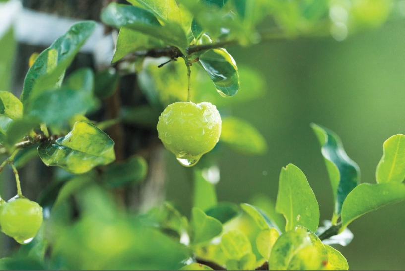 4 lời khuyên chọn vitamin c chất lượng cho cả gia đình luôn khỏe mạnh