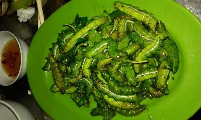 5 món ngon từ sâu thách thức lòng can đảm của thực khách