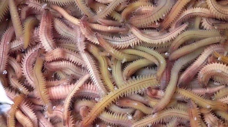 hoảng hồn với những đặc sản sâu bọ sống bò nhung nhúc từ 3 miền