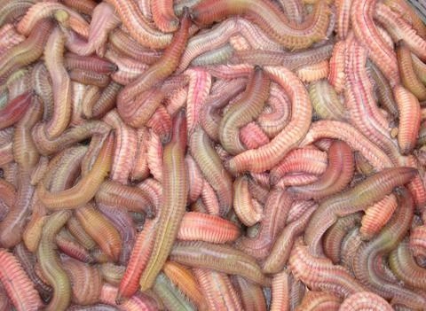 hoảng hồn với những đặc sản sâu bọ sống bò nhung nhúc từ 3 miền