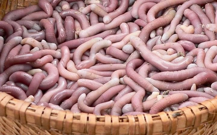 hoảng hồn với những đặc sản sâu bọ sống bò nhung nhúc từ 3 miền