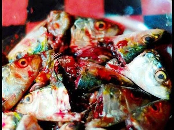 Lượn từ á đến âu kể cả việt nam đều có món chỉ ngon khi ủ bốc mùi có giòi