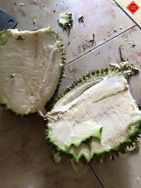 Màn vật lộn của trai trẻ chứng tỏ bổ sầu riêng là thử thách khó nhất nhì thiên hạ