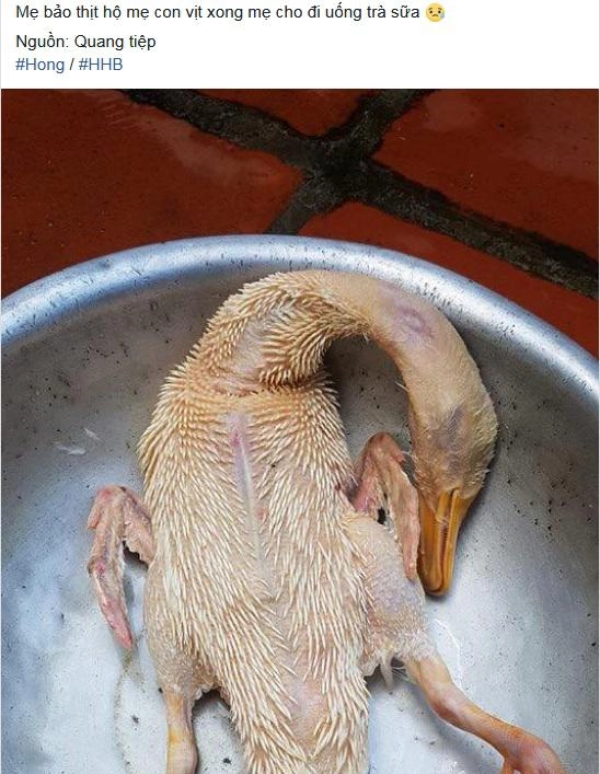 Mẹ sai đi vặt lông vịt con gái làm xong khiến cả cộng đồng mạng phải nổi da gà