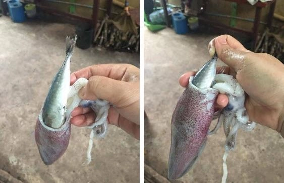 Mua 6 con mực về mổ được thêm 6 con cá cô gái hoang mang không biết lời hay lỗ