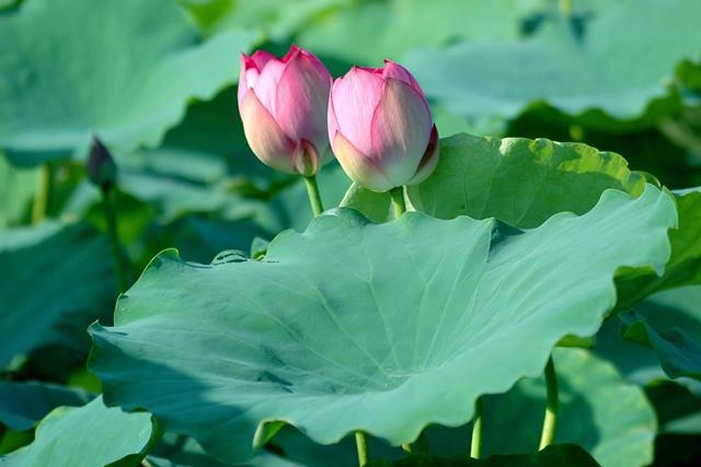 Muốn da đẹp tựa nữ hoàng nhan sắc lão hóa ngược như từ hi thì chớ bỏ qua thứ này