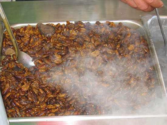 Những đặc sản kỳ dị của hàn quốc khiến nhiều thực khách sợ mất mật