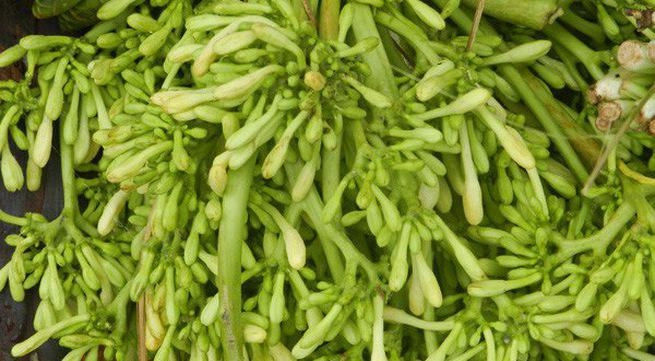 Những món rau rừng đỉnh nhất ăn là nghiện của vùng tây bắc
