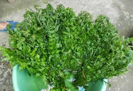 Những món rau rừng đỉnh nhất ăn là nghiện của vùng tây bắc
