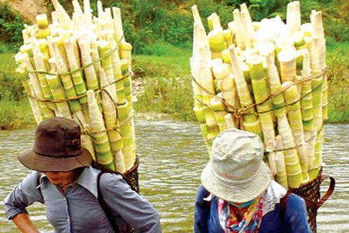 Những món rau rừng đỉnh nhất ăn là nghiện của vùng tây bắc